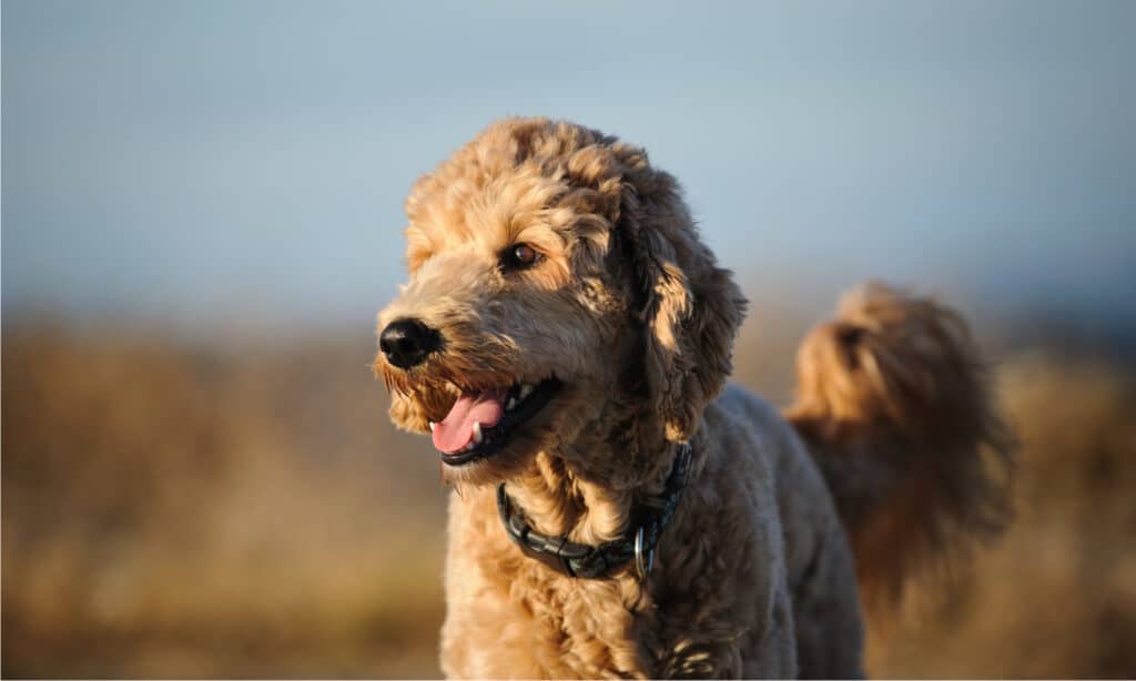 goldendoodle