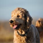Goldendoodle cross-breed dog outdoor portrait