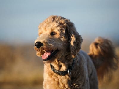 A 10 Incredible Goldendoodle Facts