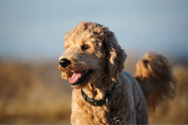 Goldendoodle cross-breed dog outdoor portrait