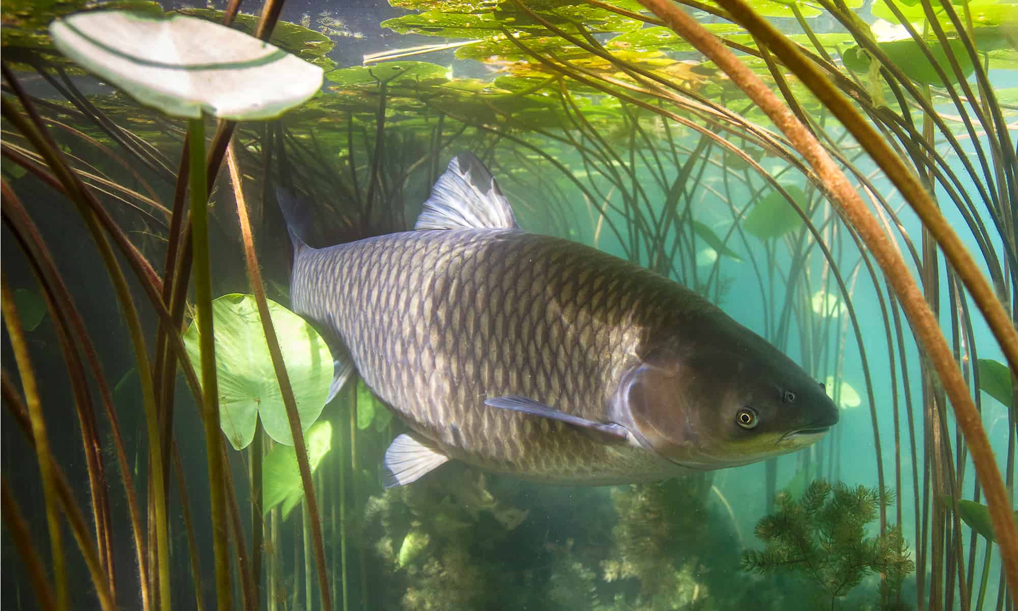 Asian Carp Fish Facts - Dependent on species - A-Z Animals