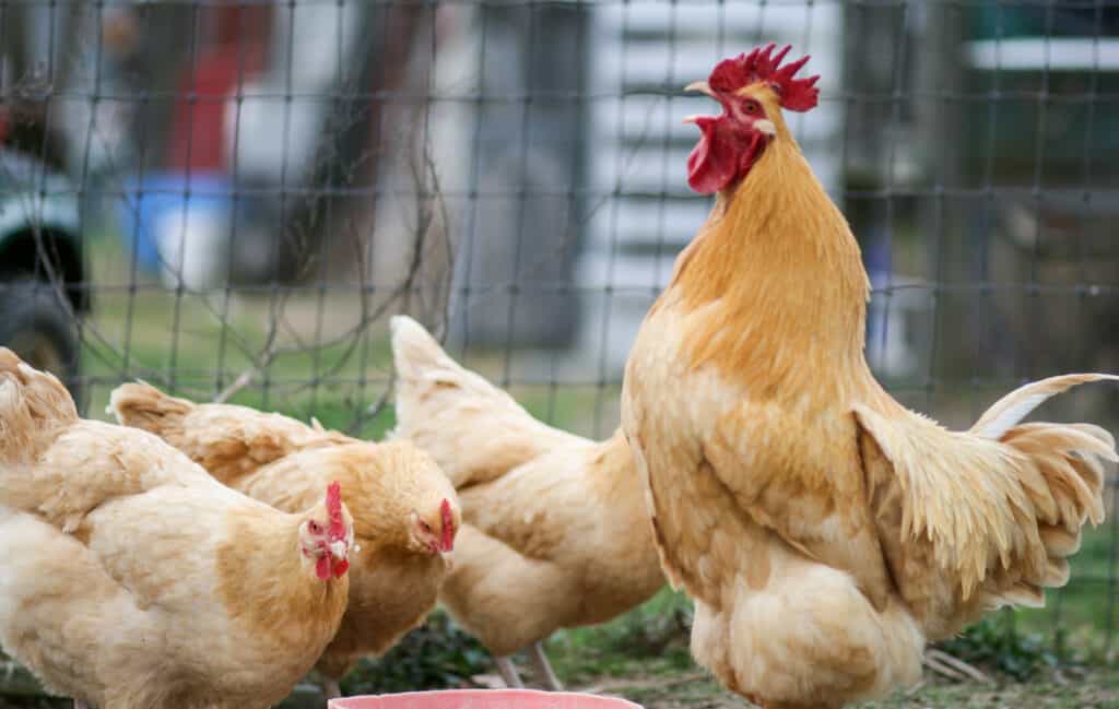 Buff Orpington chickens hens roosters