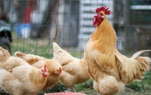 The 4 Best Products for Your Laying Hens Picture