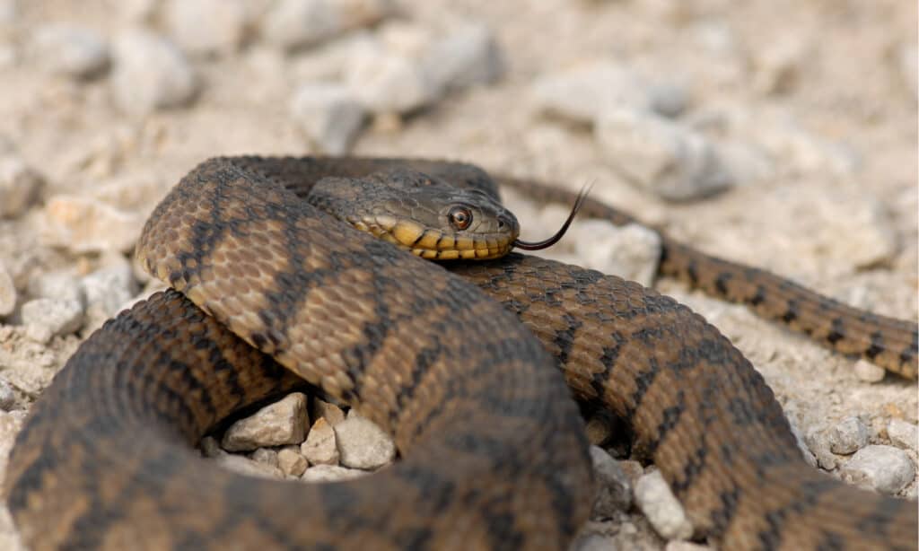 Diamondback Water Snake - On Rocks