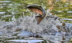 trout fish