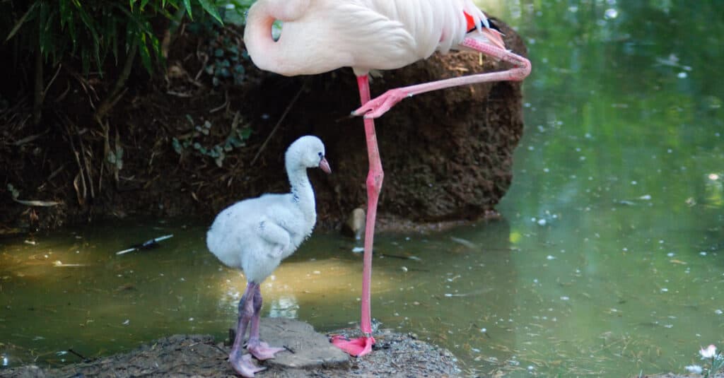 baby flamingo family
