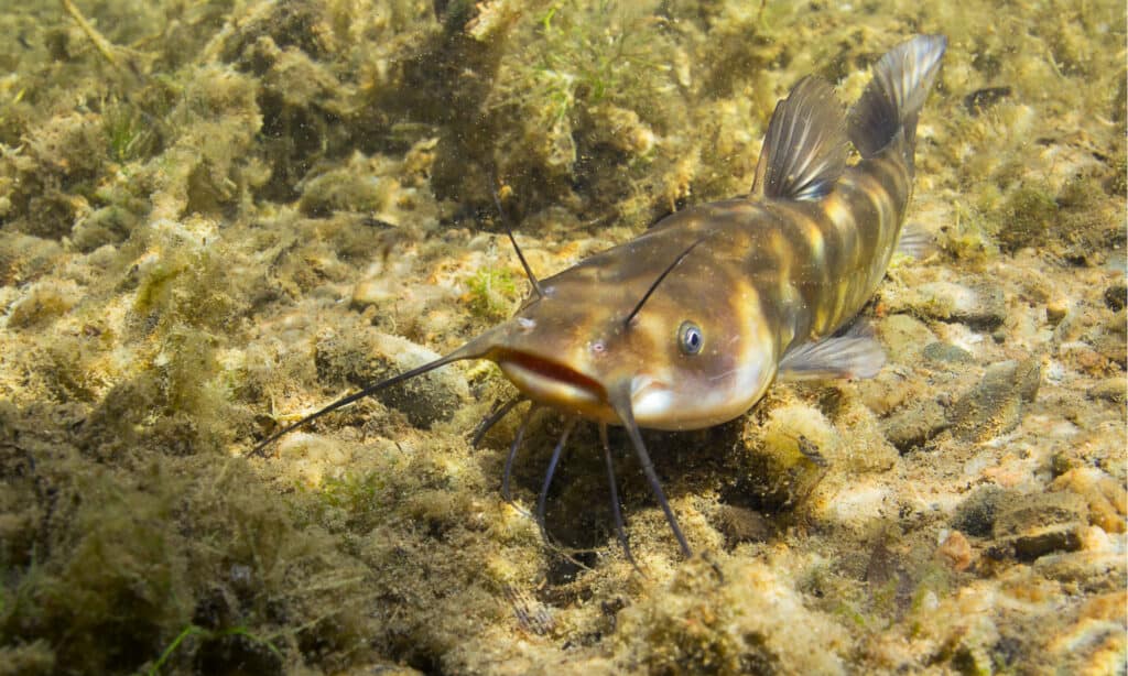 bullhead vs catfish