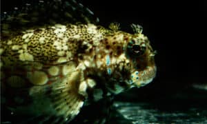 Jewelled Rockskipper Explore 100+ Fish That Start with L (Common Names) - A-Z Animals