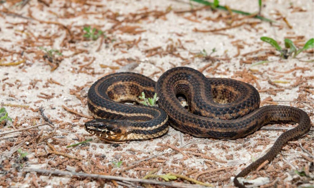 A Gulf Saltmarsh Snake, curled up in a zigzag pattern on the grass