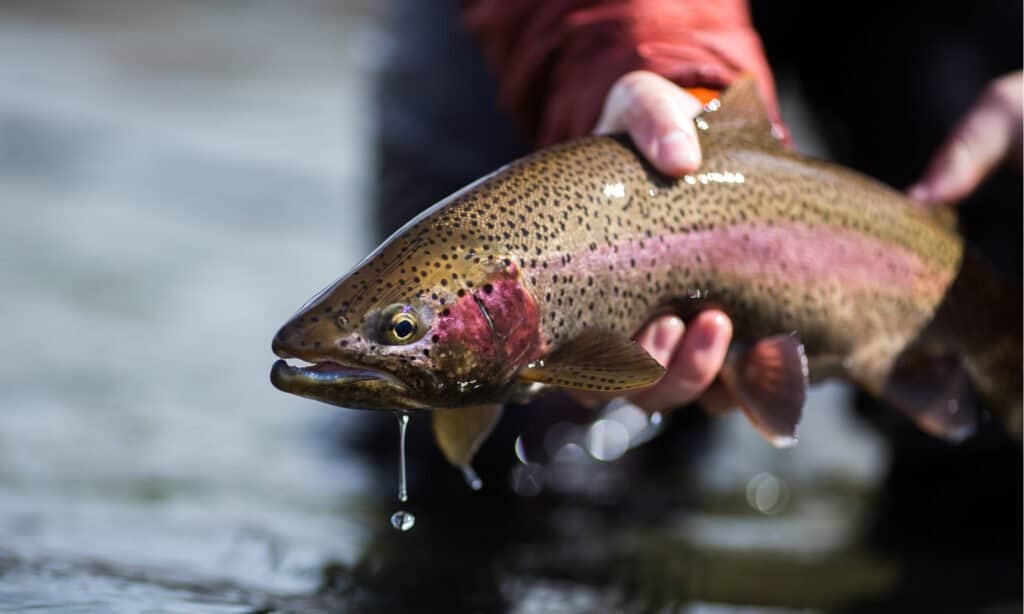 what-do-rainbow-trout-eat