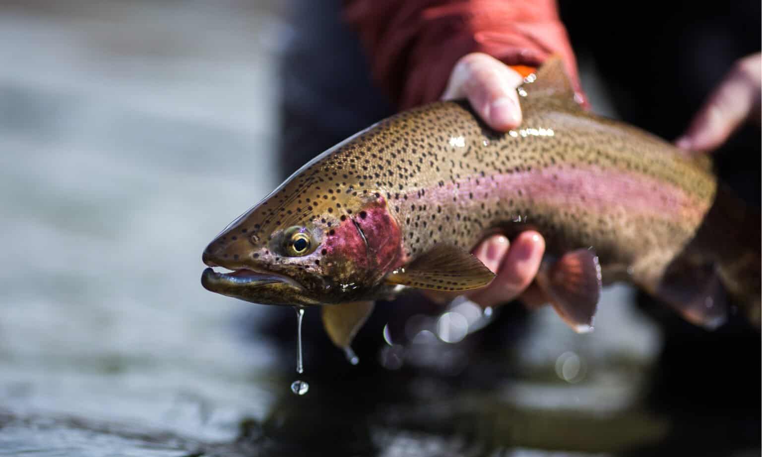 What Do Rainbow Trout Eat? AZ Animals