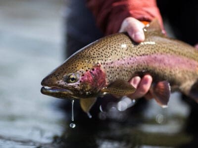 A Angling in Yellowstone: 6 Best Spots & Fish to Catch