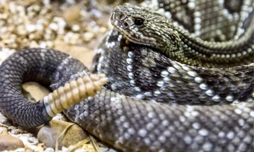 Rattlesnake with large rattle