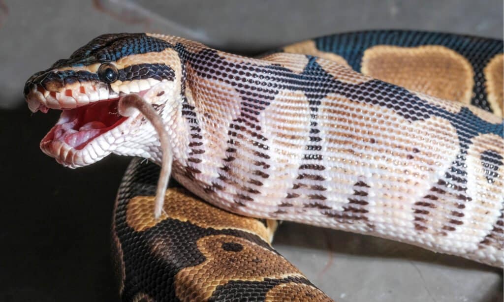 Boa Constrictor Eating a Mouse