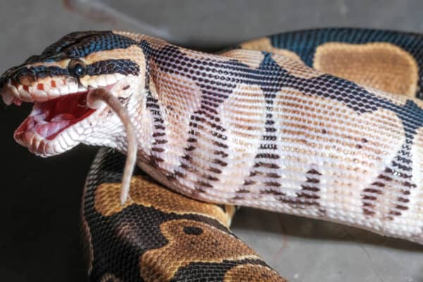 🐍 Snake Quiz: Can you identify all 20 snakes? - A-Z Animals