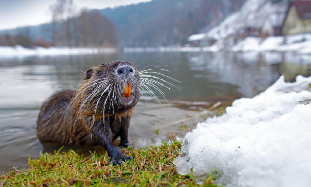 capybara vs nutria