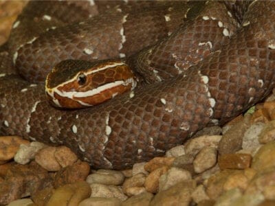 Snake Animal Facts - AZ Animals