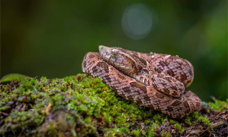 Fer-de-lance coiled on a tree branch