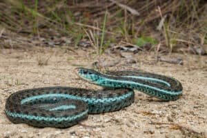 Garter Snakes In Florida  Picture