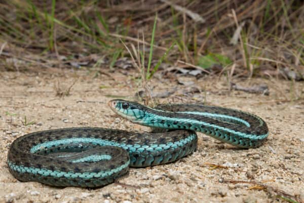 Discover 13 Blue Snakes Found Around the World - A-Z Animals