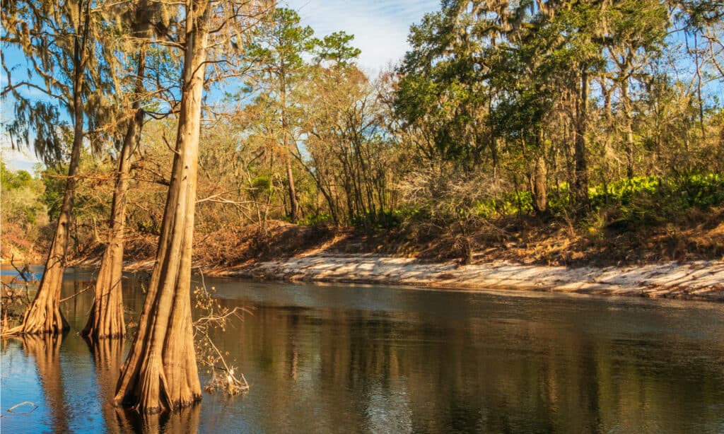 Sông dài nhất ở Florida - Sông Alapaha