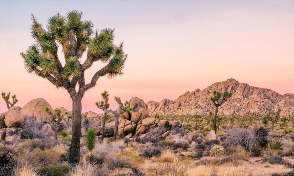 Joshua Tree National Park - Landscape