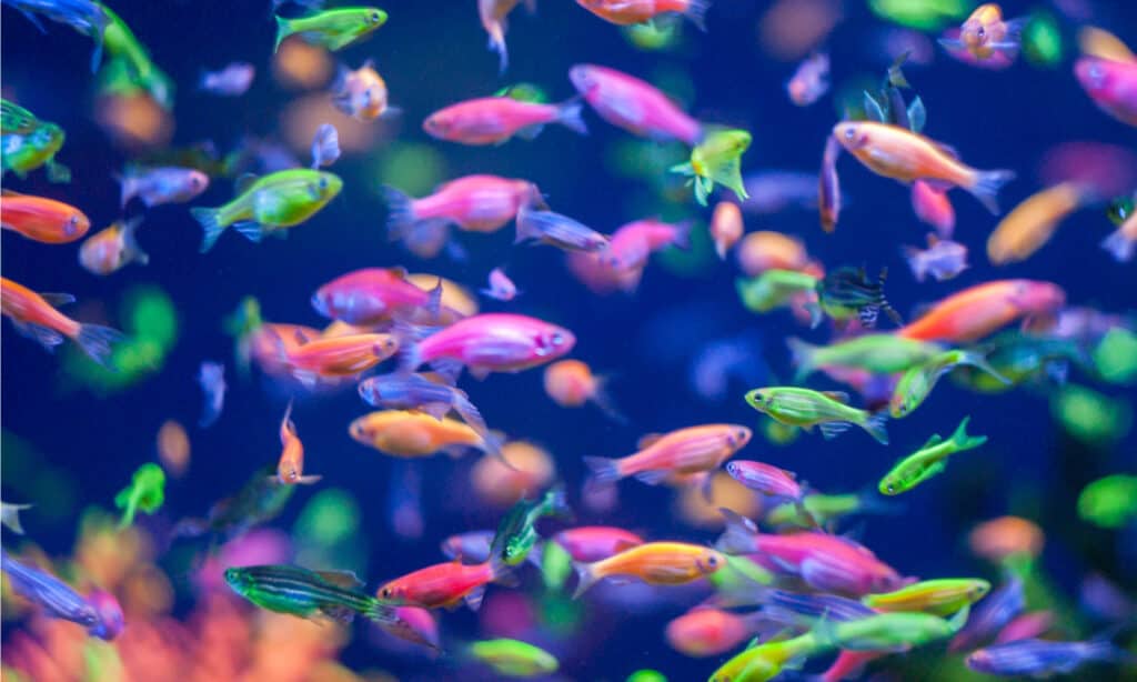 pregnant glofish