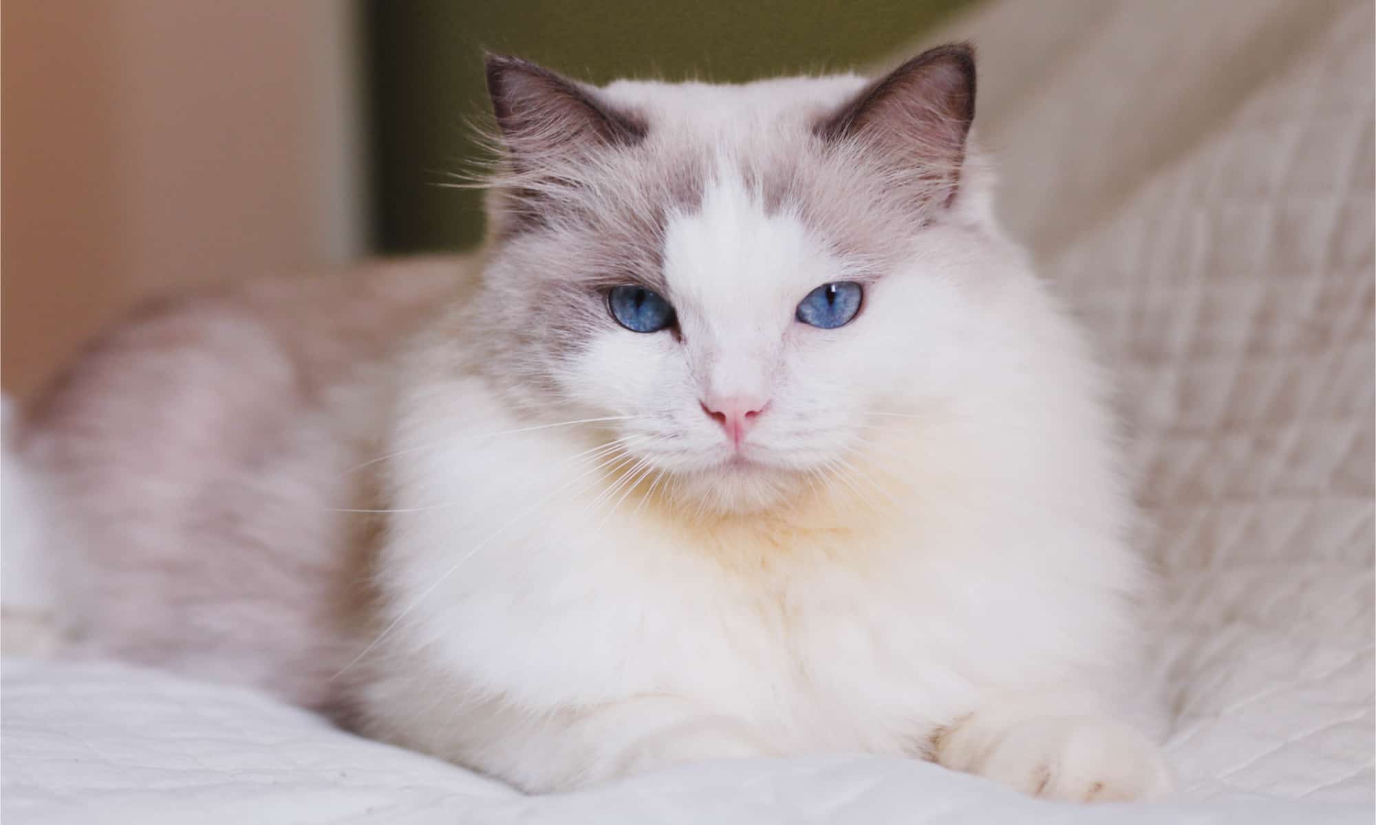 Comparing Blue and Lilac Point Ragdolls: Which is Right for You ...