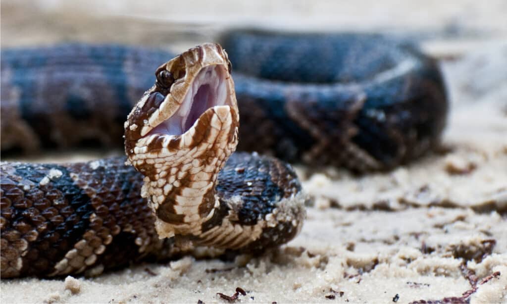 Moccasin Snake