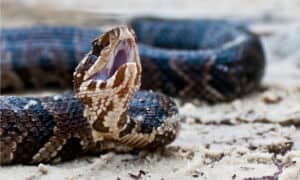 Discover When North Carolina Cottonmouths Are Most Active Picture