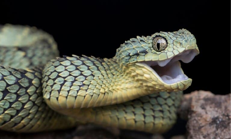 Bush Viper