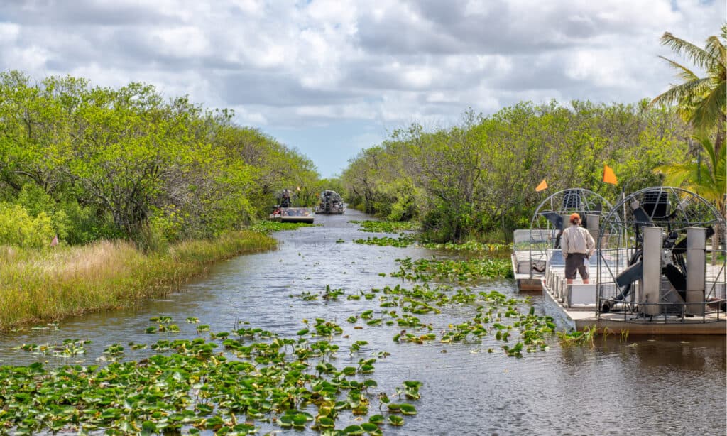 Everglades National Park - Airboat