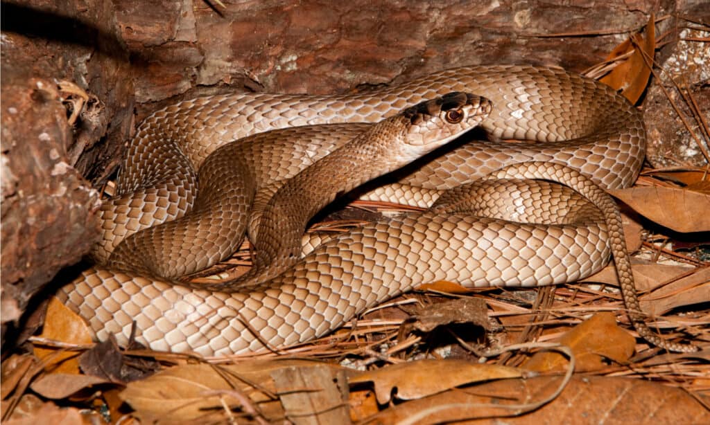 eastern coachwhips are common snakes in South Carolina, with the exception of the mountainous regions