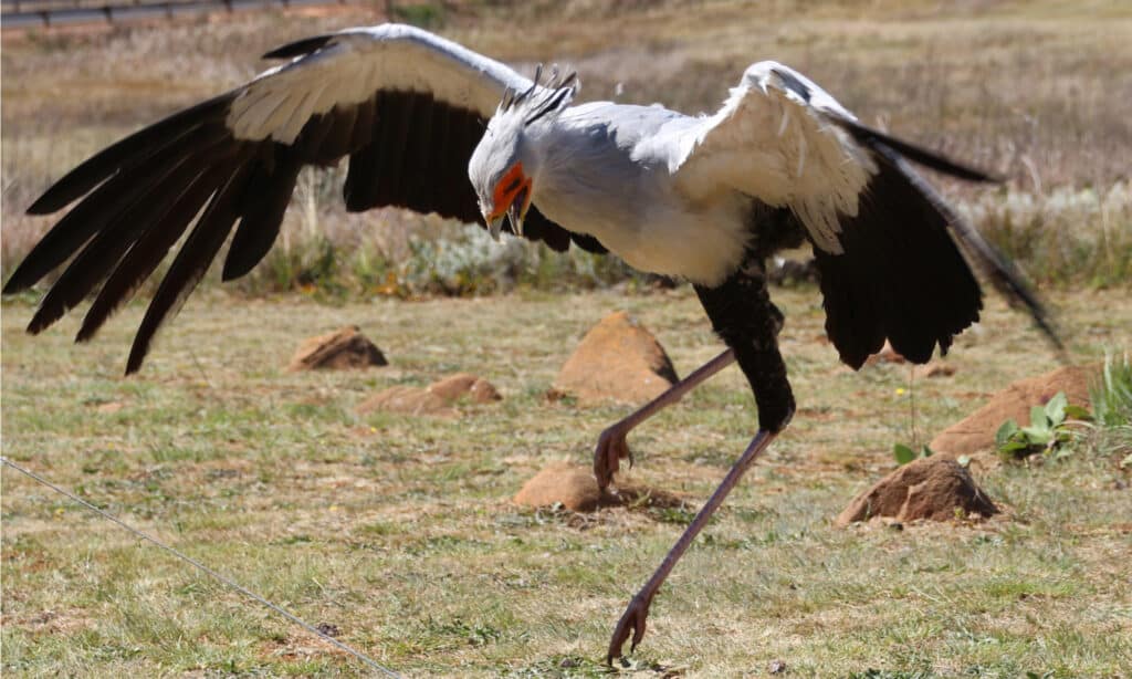 What do Black Mambas Eat? - A-Z Animals