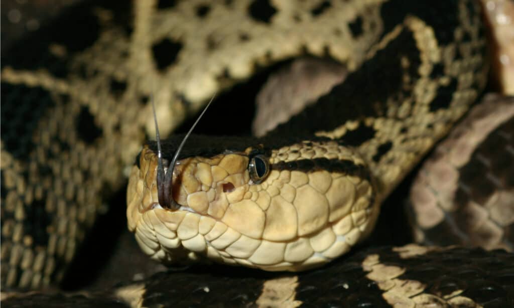 Most Venomous Snakes - Fer-de-lance Snake