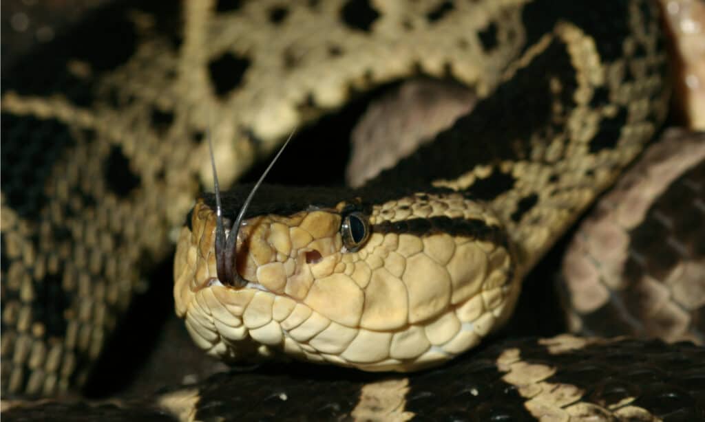 golden lancehead vs fer-de-lance