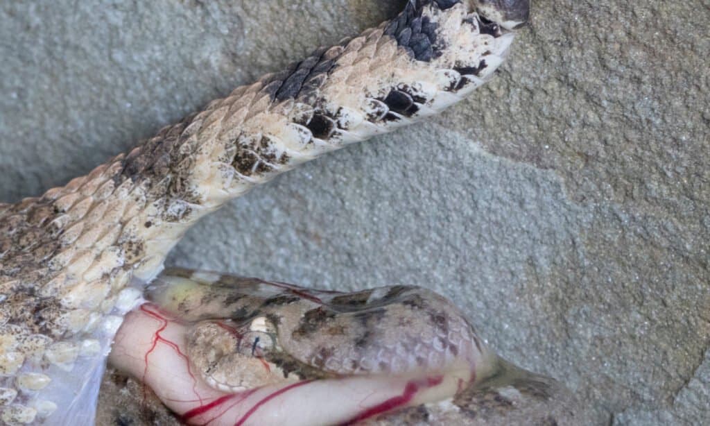 Sidewinder Rattlesnake giving birth to baby, still in egg sac.