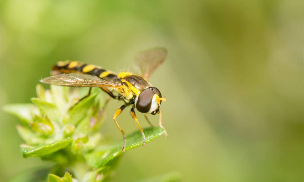 Hover Fly vs Sweat Bee: What are the Differences? - A-Z Animals