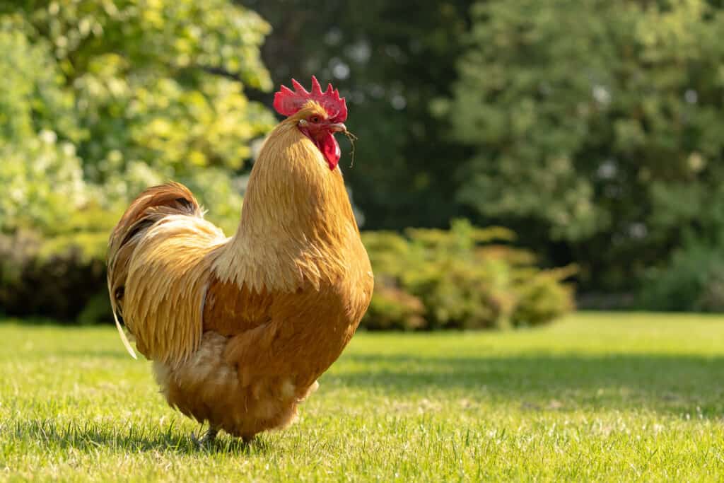 Buff Orpington Rooster