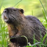Nutria