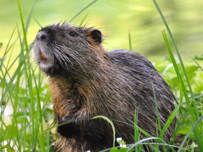 A Myocastor coypus