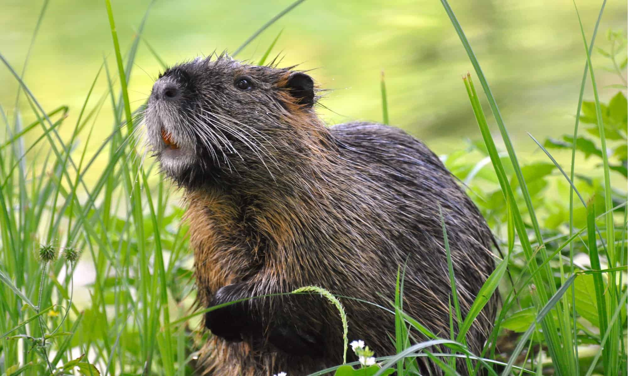 Nutria Animal Facts Myocastor Coypus A Z Animals