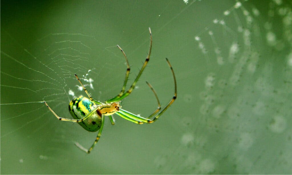 “7 Most Colorful Spider ѕрeсіeѕ Found in the US ѕtᴜппіпɡ Artistry in