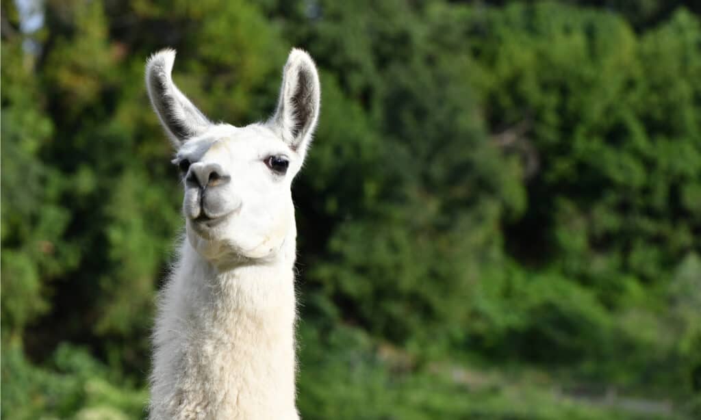 Guanaco Vs Llama- Llama