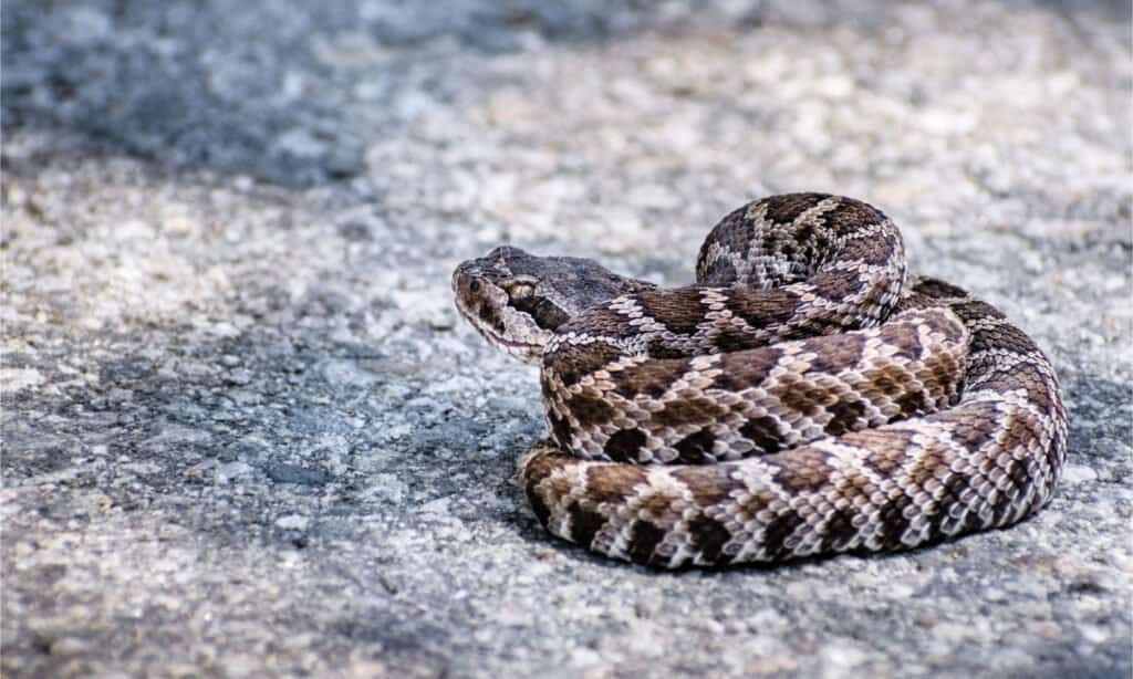 Close up of young Southern Pacific Rattlesnake