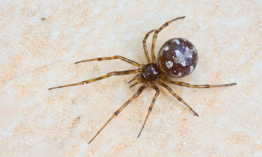 Daring Or Bold? N.H.'s New State Spider Tends To Hide From Humans