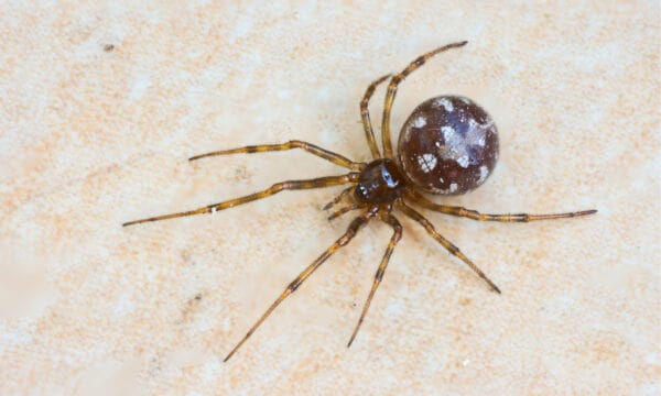 discover-6-brown-spiders-in-indiana