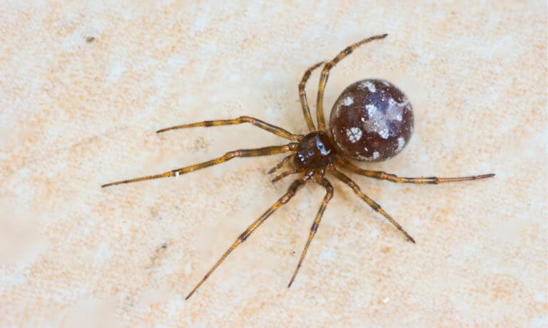 10 Spiders in West Virginia - W3schools