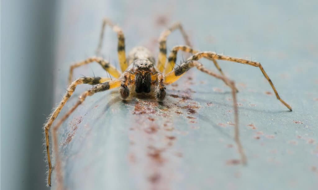 ткач-воронка (Tegenaria Domestica)