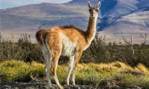 Puma Has Biggest Fight of Its Life Trying to Bring Down a Guanaco Picture